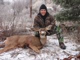 mule deer